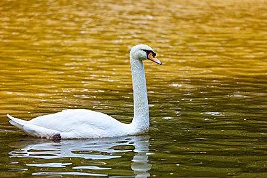 《柔术小队》街机版新增忍者猫角色